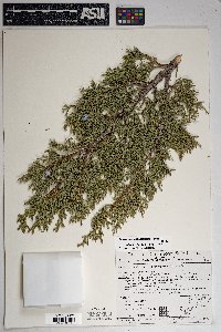 Juniperus osteosperma image