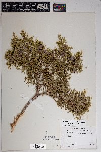 Juniperus osteosperma image