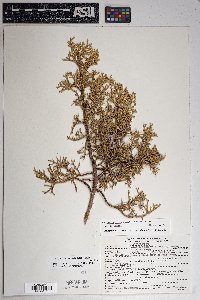 Juniperus osteosperma image