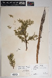 Juniperus osteosperma image