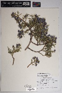 Juniperus osteosperma image