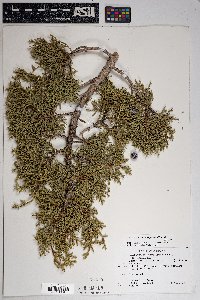 Juniperus osteosperma image