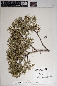 Juniperus osteosperma image