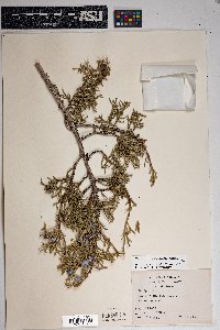 Juniperus osteosperma image