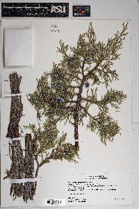 Juniperus osteosperma image