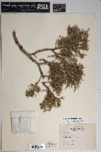 Juniperus osteosperma image