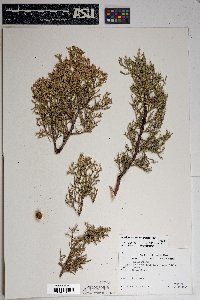 Juniperus osteosperma image