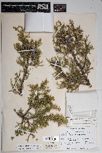 Juniperus osteosperma image