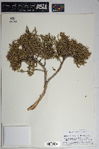 Juniperus monosperma image