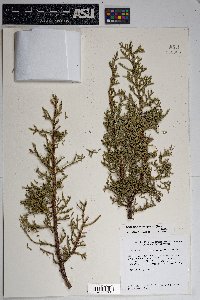 Juniperus osteosperma image