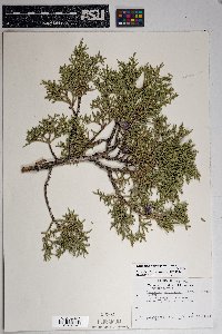 Juniperus osteosperma image