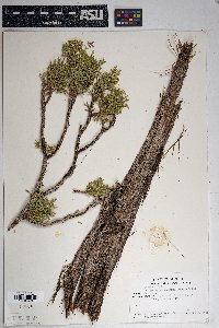 Juniperus osteosperma image