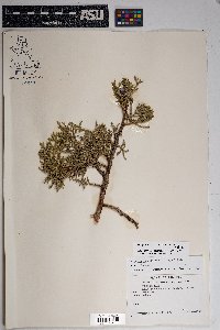 Juniperus osteosperma image