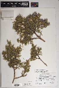 Juniperus osteosperma image