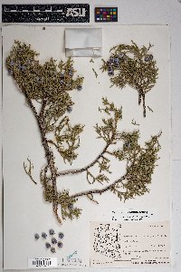 Juniperus osteosperma image