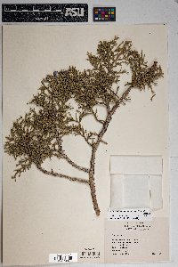 Juniperus osteosperma image