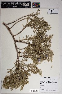 Juniperus osteosperma image