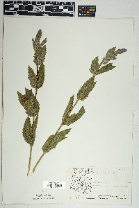 Verbena macdougalii image