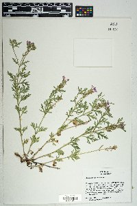 Glandularia bipinnatifida var. bipinnatifida image