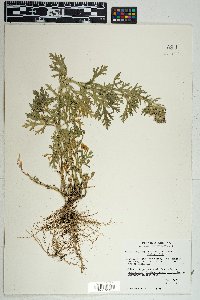 Glandularia bipinnatifida var. bipinnatifida image