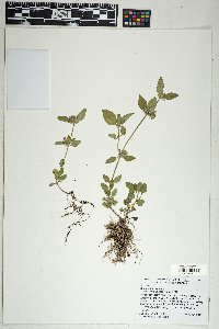 Clinopodium vulgare image