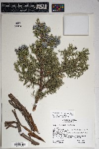 Juniperus osteosperma image