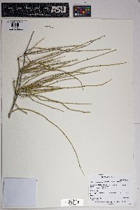 Ephedra aspera image