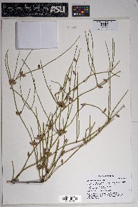 Ephedra fasciculata image