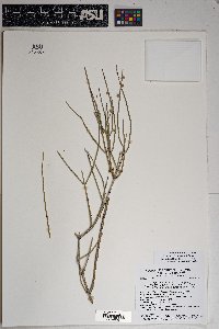 Ephedra aspera image