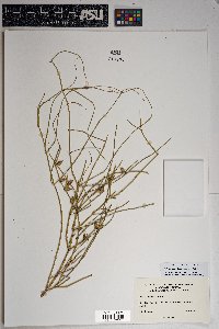 Ephedra aspera image