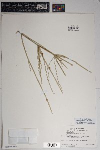 Ephedra aspera image