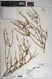 Ephedra aspera image