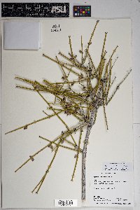 Ephedra aspera image