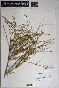 Ephedra aspera image