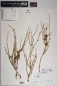 Ephedra aspera image