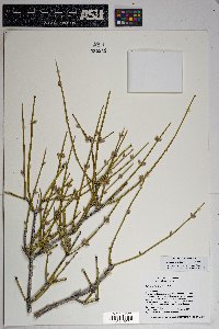 Ephedra aspera image