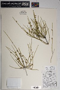 Ephedra aspera image