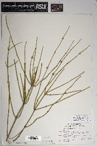 Ephedra aspera image