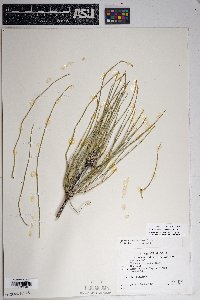 Ephedra aspera image