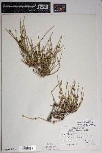 Ephedra aspera image