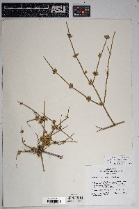 Ephedra aspera image