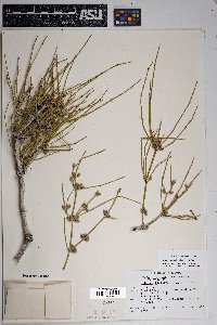 Ephedra aspera image