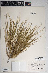 Ephedra aspera image