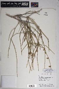 Ephedra aspera image