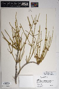 Ephedra aspera image