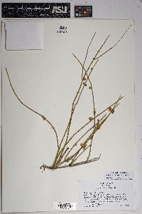 Ephedra aspera image