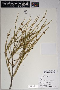 Ephedra aspera image