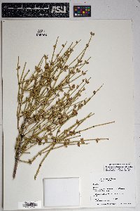 Ephedra aspera image