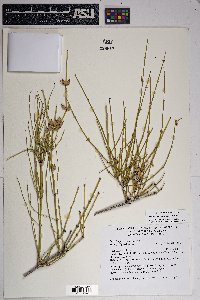 Ephedra aspera image