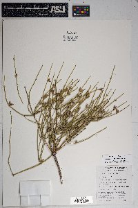 Ephedra aspera image